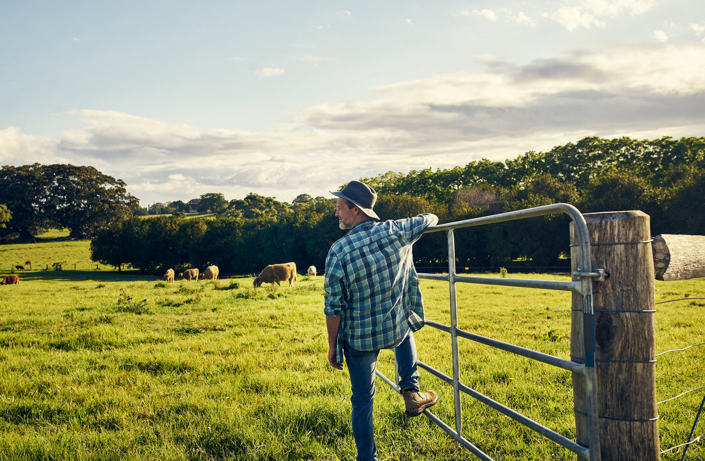 Man standing in a field with cows, leaning on a gate.