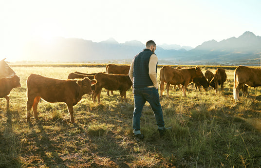 Man standing in a field with cows and mountains in the background regenerative farming