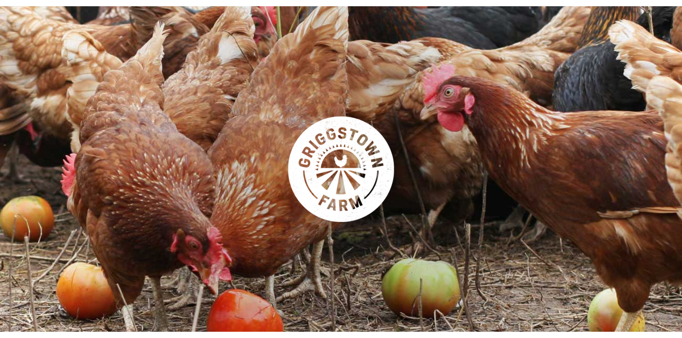Hens pecking at food on a farm with 'Griggstown Farm' logo.