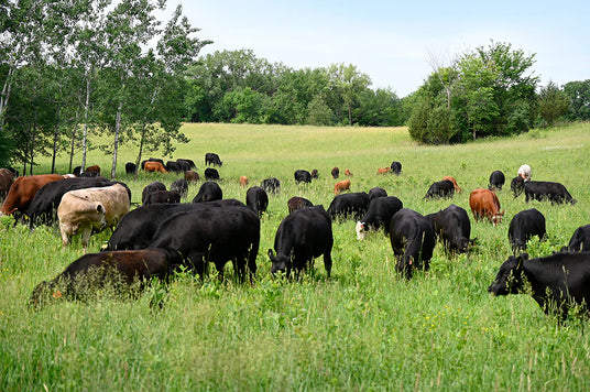 Grass fed beef on regenerative farm for Thousand Hills