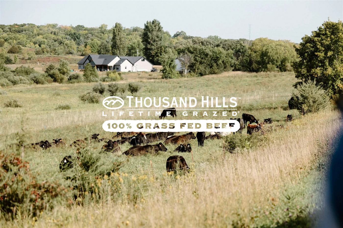 Cows grazing in a field with 'Thousand Hills' branding
