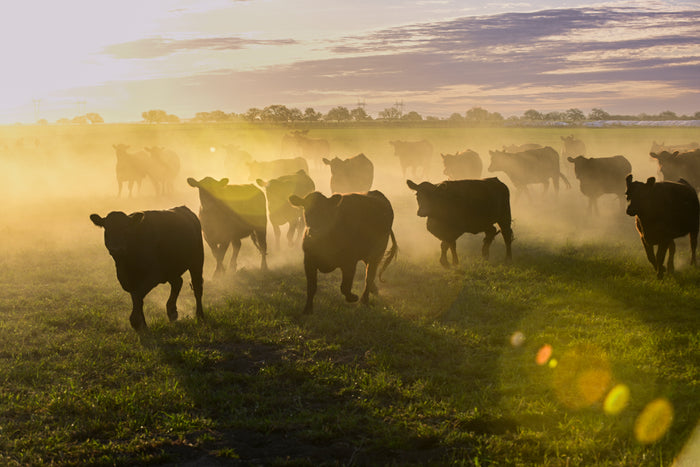 Cows standing in a field with a sunset or sunrise in the background, regenerative grazing